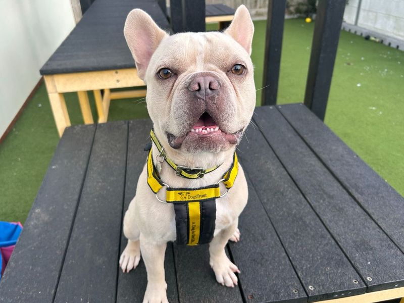 Wilbur | French Bulldog | Snetterton (Norfolk) - 2