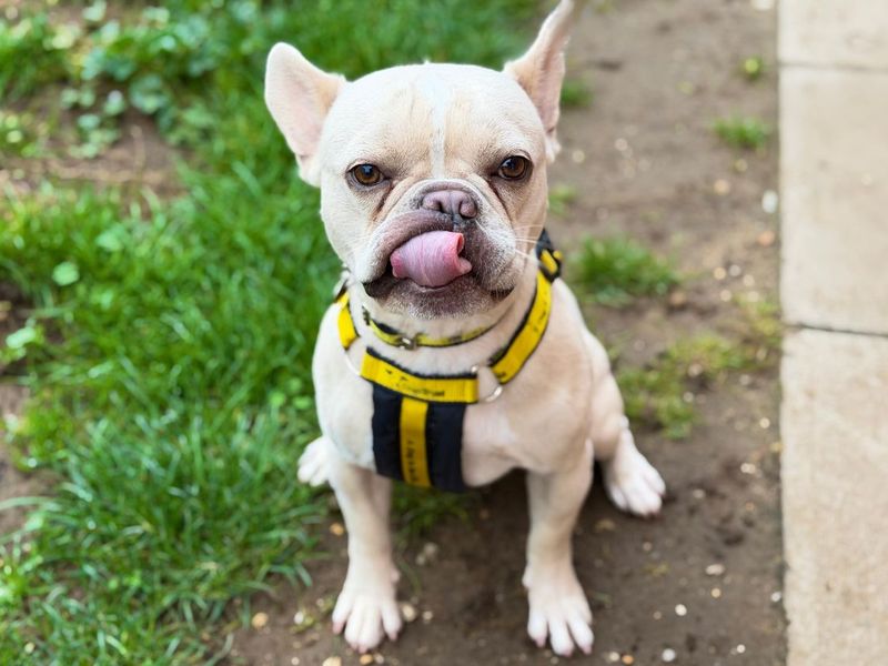 Wilbur | French Bulldog | Snetterton (Norfolk) - 3