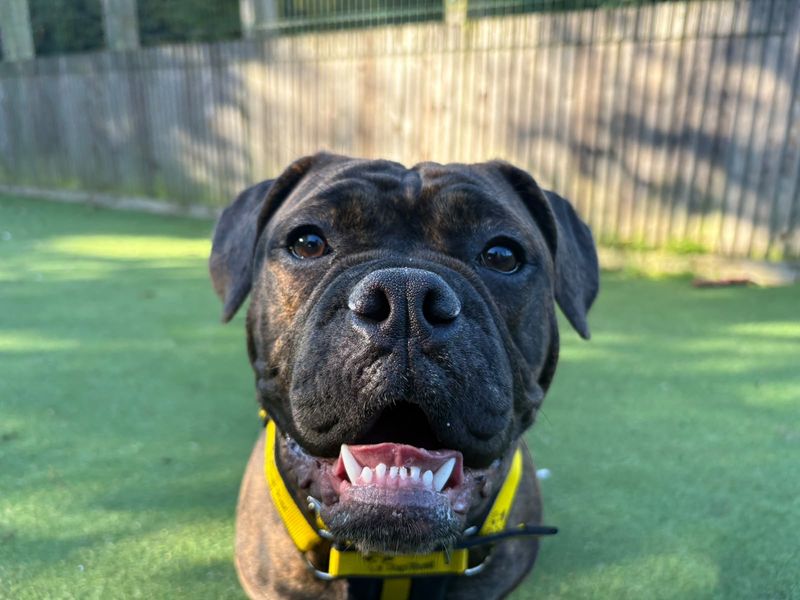 Luna | Bulldog Cross | Glasgow - 5