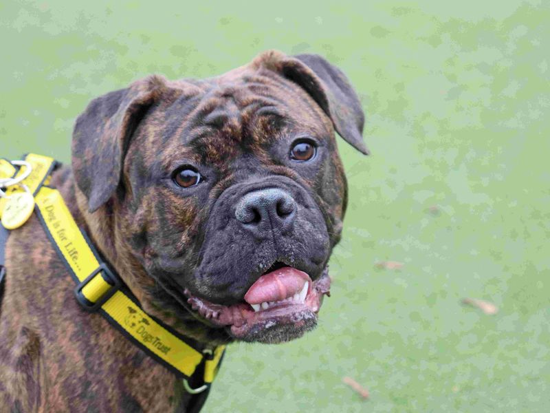 Luna | Bulldog Cross | Glasgow - 3