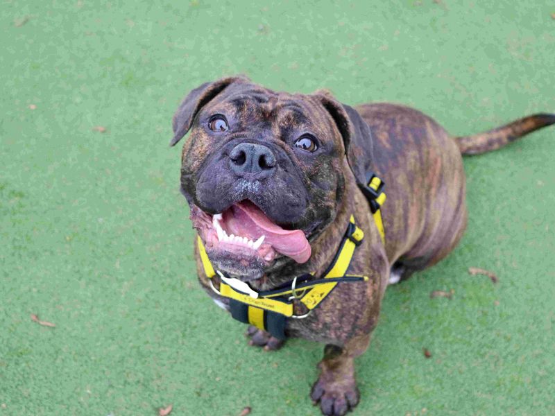 Luna | Bulldog Cross | Glasgow - 2