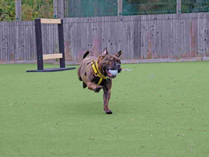 Luna | Bulldog Cross | Glasgow - 4