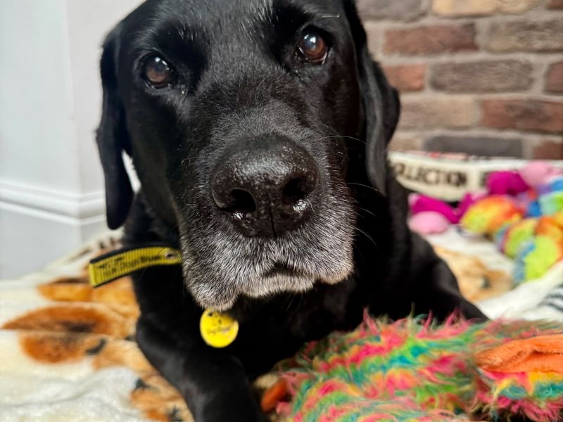 Bobby | Retriever (Labrador) | Loughborough - 1
