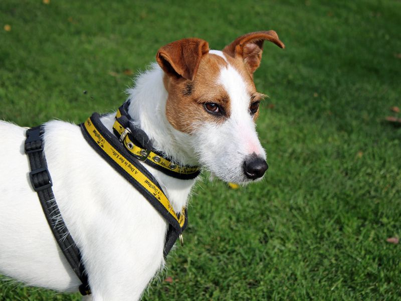 Dude | Terrier (Parson Russell) Cross | Merseyside (Liverpool) - 3