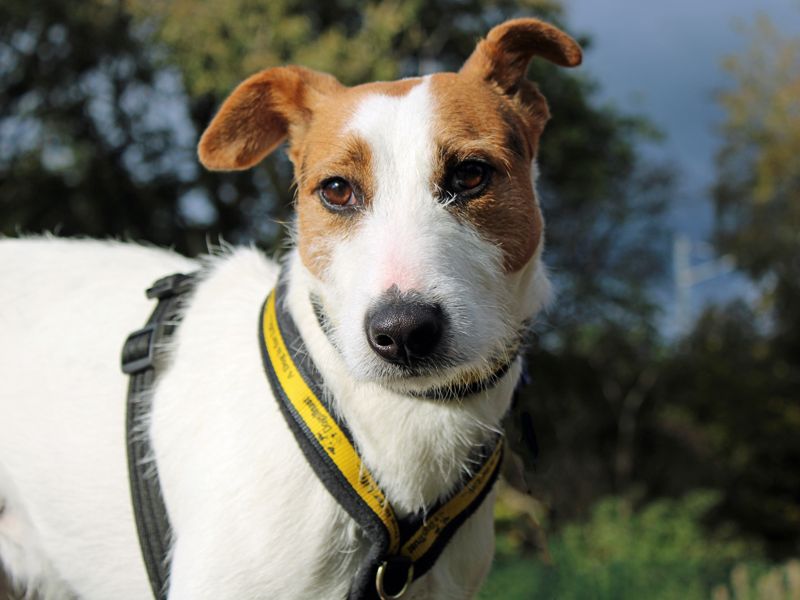Dude | Terrier (Parson Russell) Cross | Merseyside (Liverpool) - 1