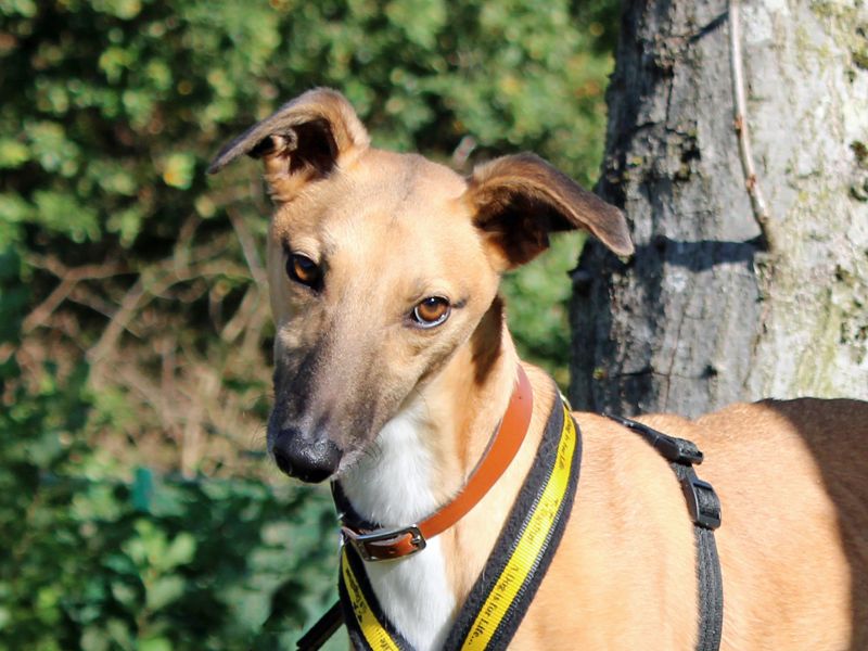 Sonny | Lurcher | Merseyside (Liverpool) - 1