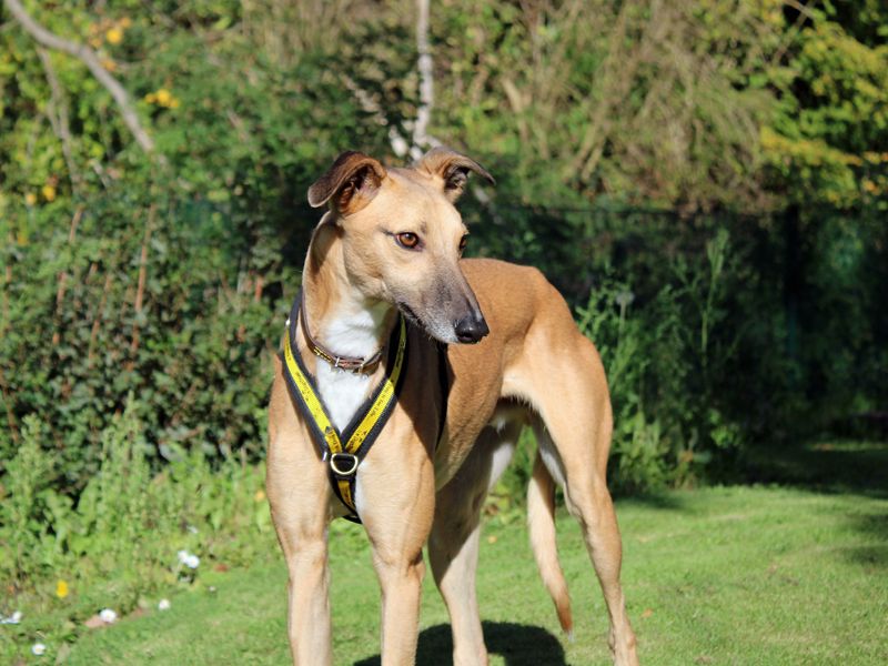 Sonny | Lurcher | Merseyside (Liverpool) - 4
