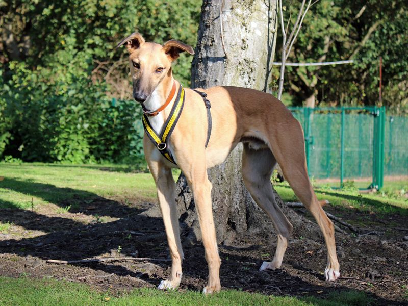 Sonny | Lurcher | Merseyside (Liverpool) - 3