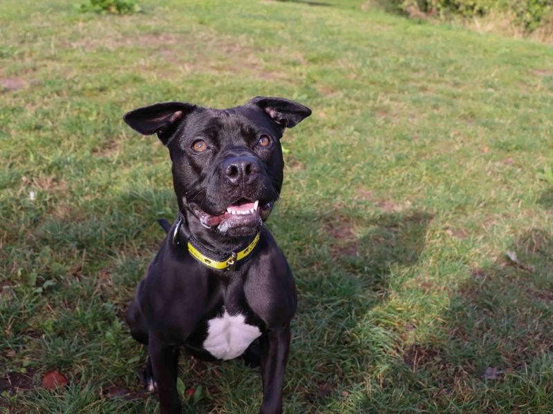 Olive | Retriever (Labrador) Cross | Darlington - 1