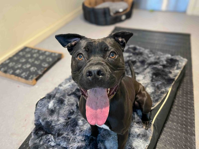 Olive | Retriever (Labrador) Cross | Darlington - 2