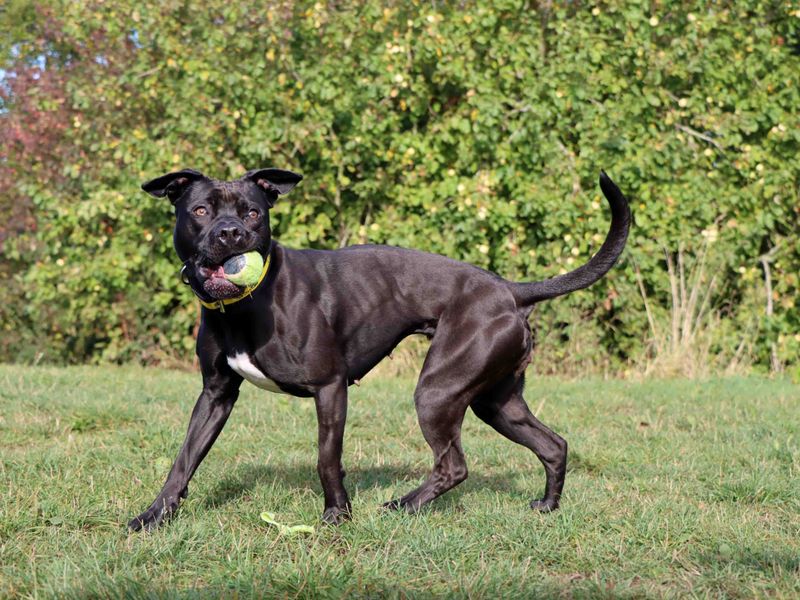 Olive | Retriever (Labrador) Cross | Darlington - 3