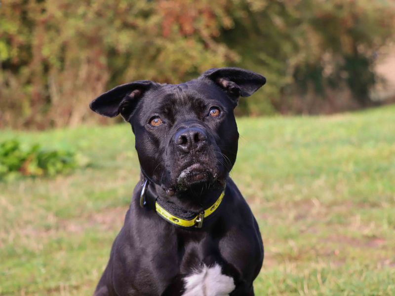 Olive | Retriever (Labrador) Cross | Darlington - 4