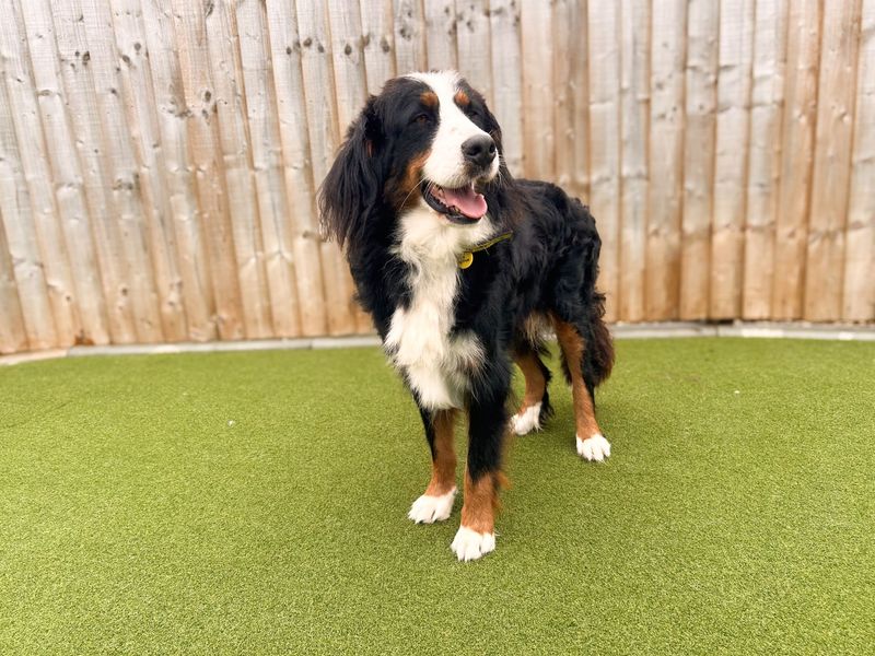 Amelia | Bernese Mountain Dog | Salisbury (Wiltshire) - 3