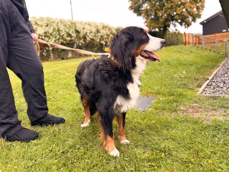 Amelia | Bernese Mountain Dog | Salisbury (Wiltshire) - 5