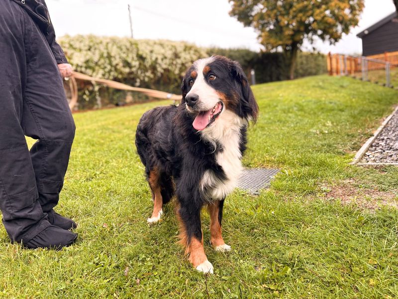 Amelia | Bernese Mountain Dog | Salisbury (Wiltshire) - 2