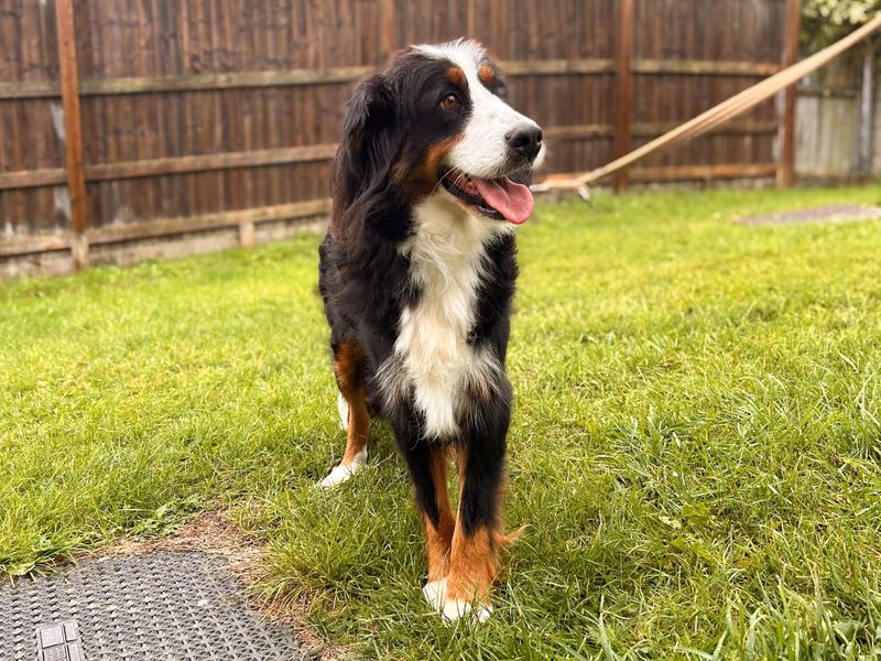 Amelia | Bernese Mountain Dog | Salisbury (Wiltshire) - 4