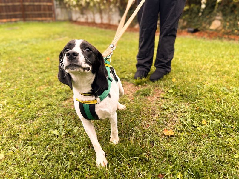 Beagle Dogs And Puppies For Adoption