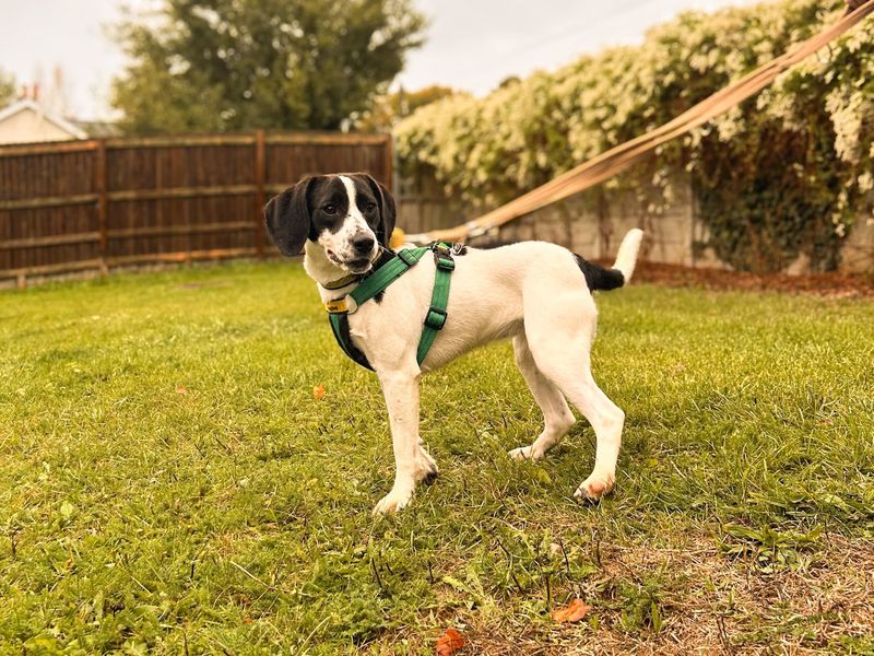 Dora | Spaniel (English Springer) Cross | Salisbury (Wiltshire) - 2