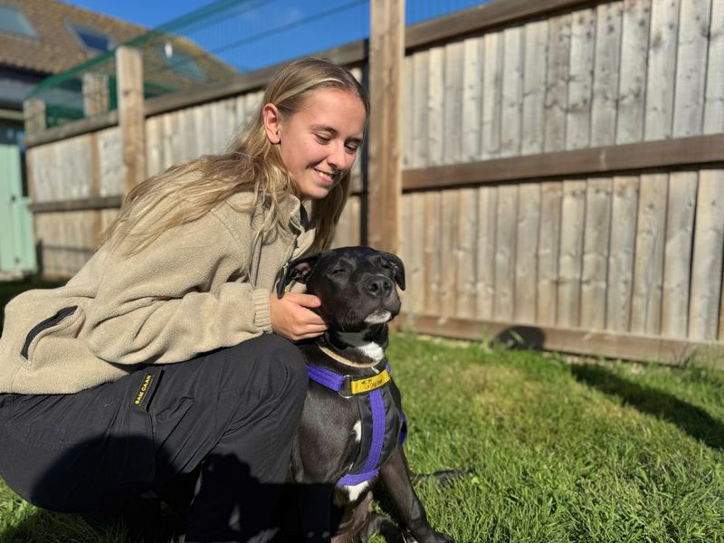 Lola | Terrier (Staffordshire Bull) Cross | Salisbury (Wiltshire) - 4