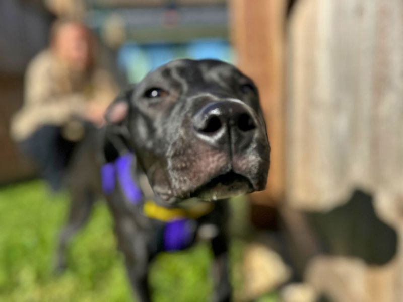 Lola | Terrier (Staffordshire Bull) Cross | Salisbury (Wiltshire) - 6