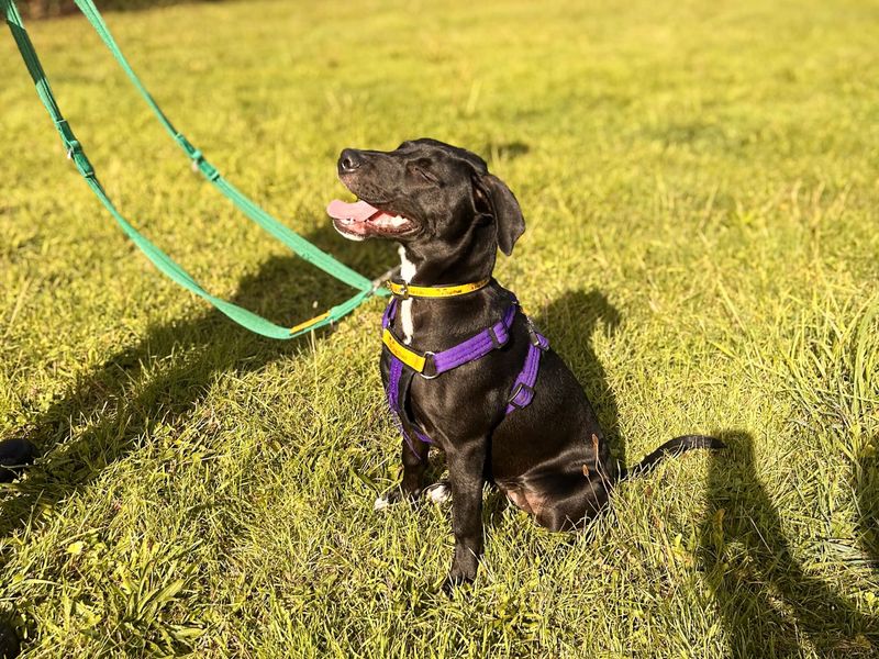 Lola | Terrier (Staffordshire Bull) Cross | Salisbury (Wiltshire) - 2