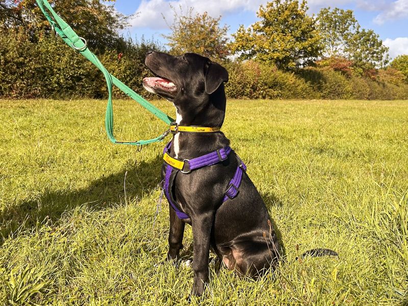 Lola | Terrier (Staffordshire Bull) Cross | Salisbury (Wiltshire) - 3