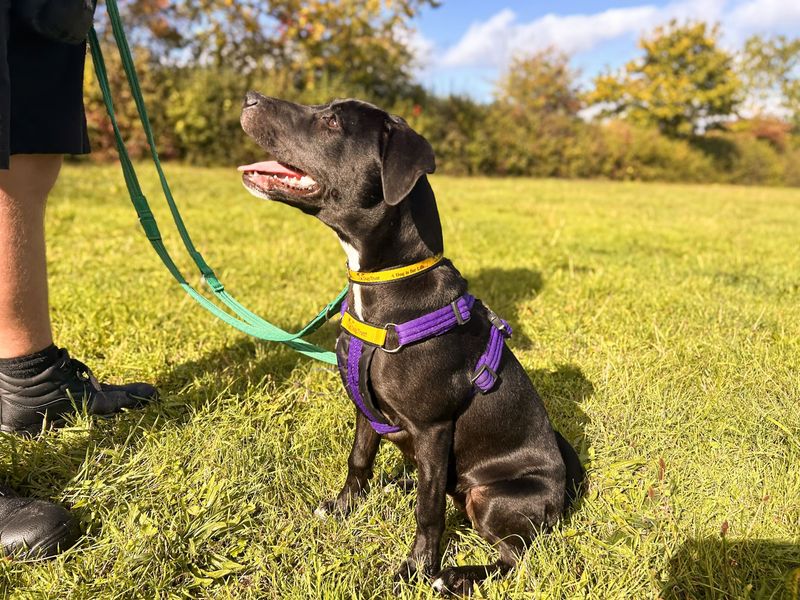 Lola | Terrier (Staffordshire Bull) Cross | Salisbury (Wiltshire) - 7
