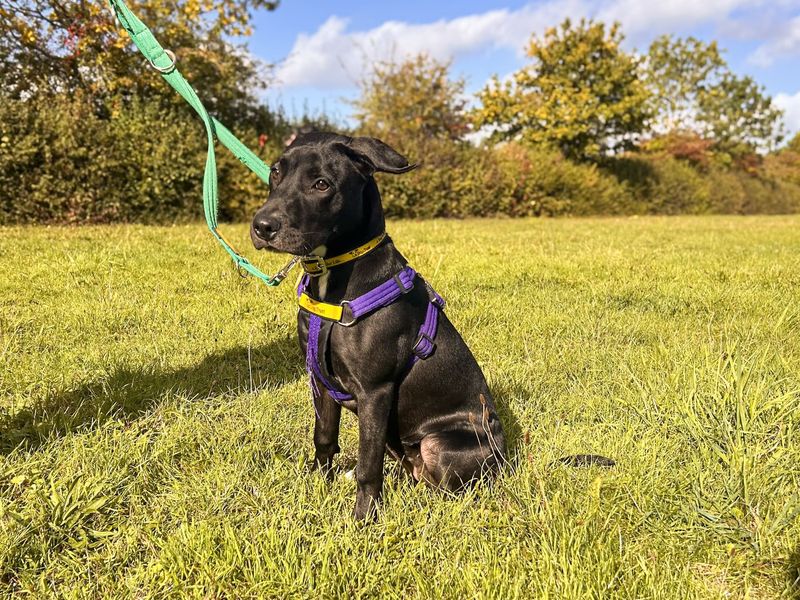 Adopt a Terrier (Staffordshire Bull) Cross Rescue Dog | Lola | Dogs Trust