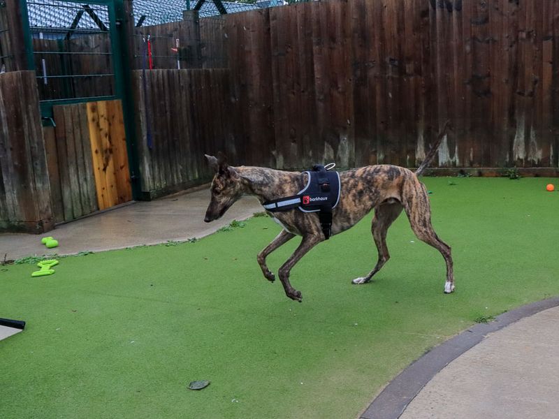 Peanut | Greyhound | Evesham (Worcestershire) - 4