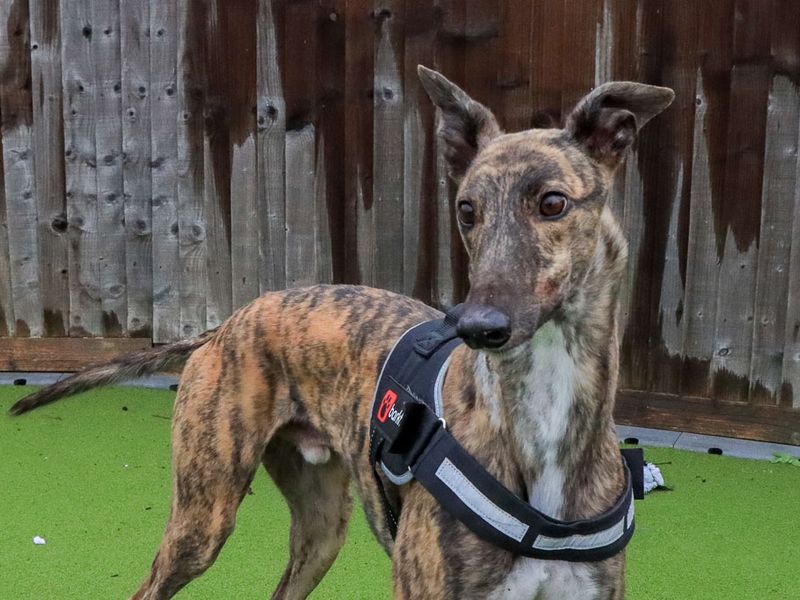 Peanut | Greyhound | Evesham (Worcestershire) - 1