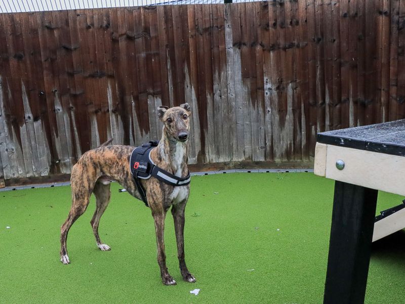 Peanut | Greyhound | Evesham (Worcestershire) - 6