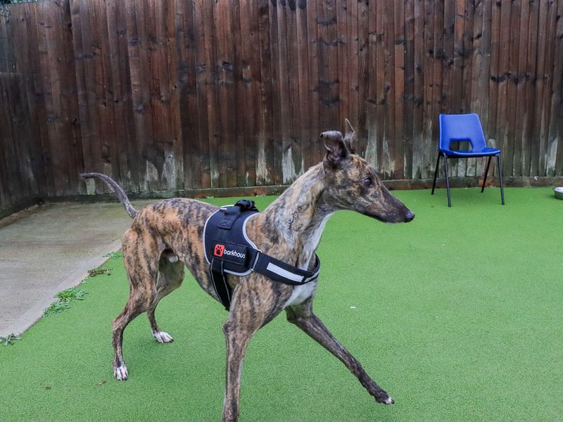 Peanut | Greyhound | Evesham (Worcestershire) - 5