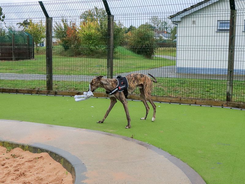 Peanut | Greyhound | Evesham (Worcestershire) - 8