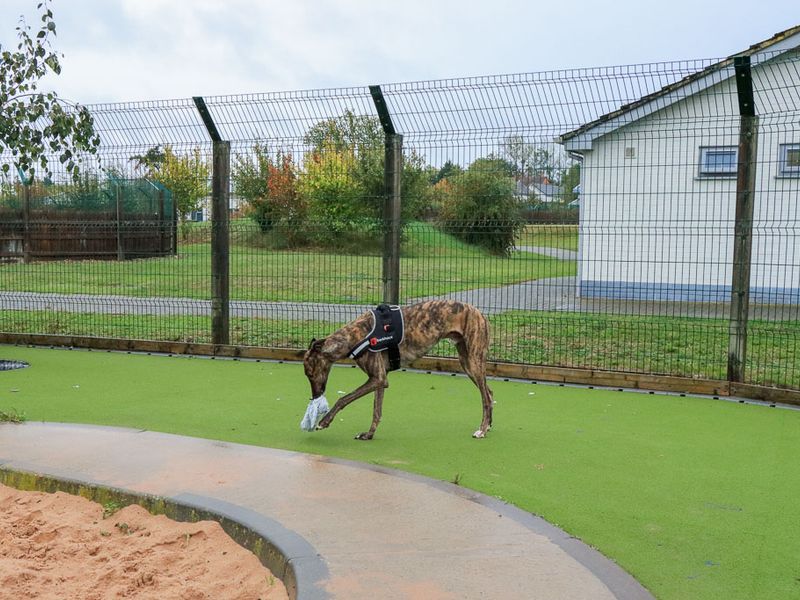 Peanut | Greyhound | Evesham (Worcestershire) - 3