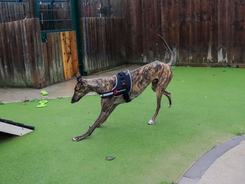 Peanut | Greyhound | Evesham (Worcestershire) - 7