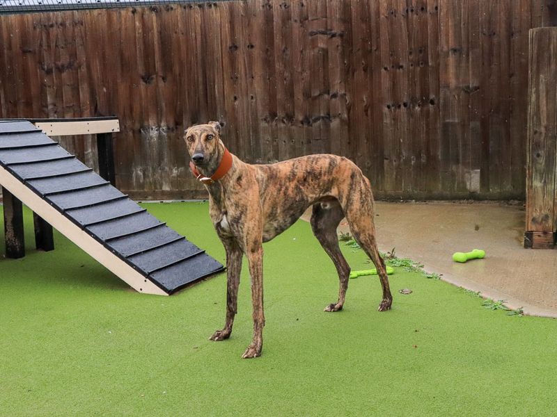 Hugo | Greyhound | Evesham (Worcestershire) - 6