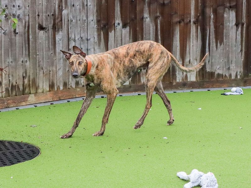 Hugo | Greyhound | Evesham (Worcestershire) - 7