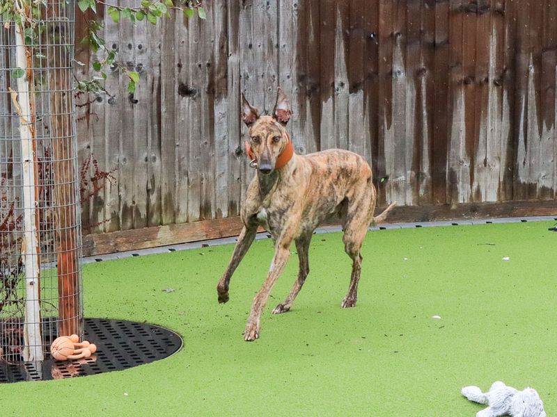 Hugo | Greyhound | Evesham (Worcestershire) - 4