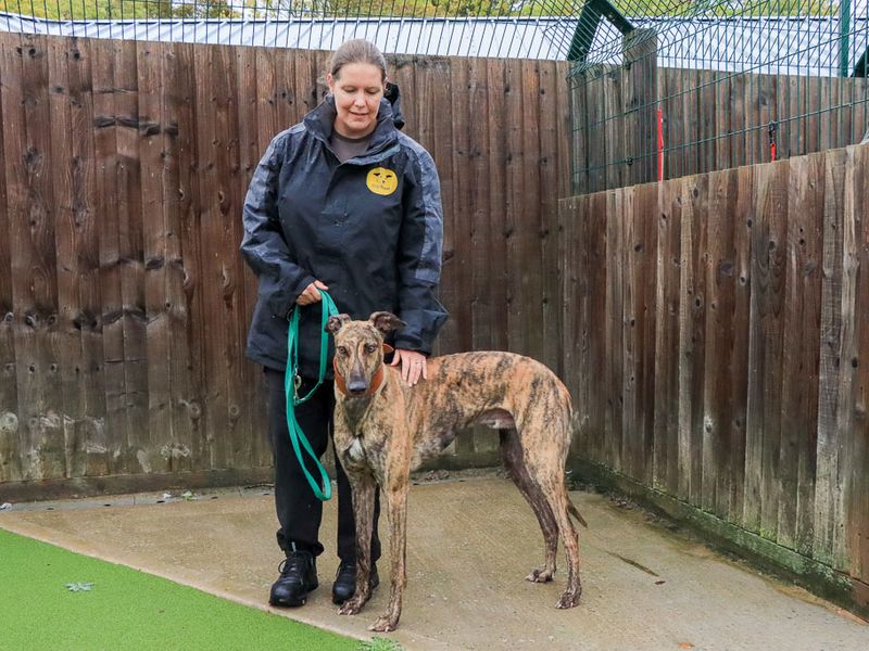 Hugo | Greyhound | Evesham (Worcestershire) - 5