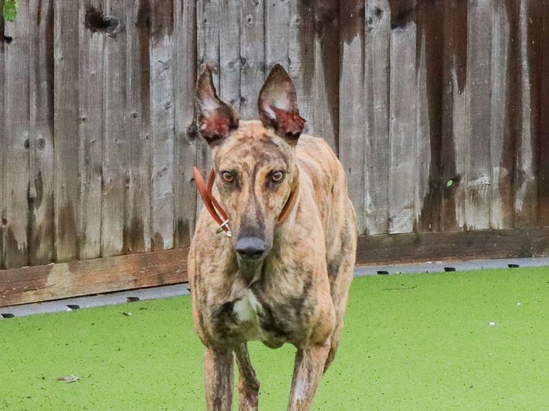 Hugo | Greyhound | Evesham (Worcestershire) - 1