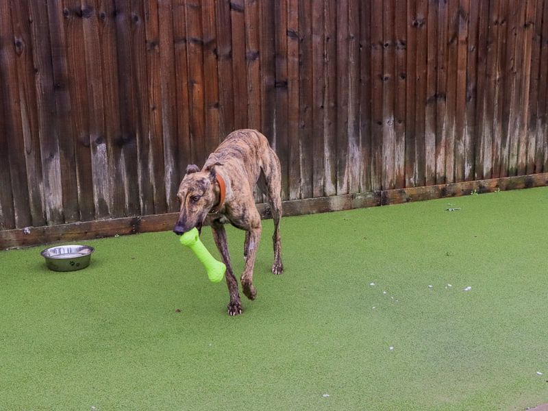Hugo | Greyhound | Evesham (Worcestershire) - 8