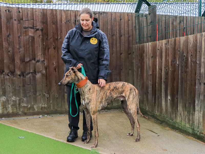 Hugo | Greyhound | Evesham (Worcestershire) - 3