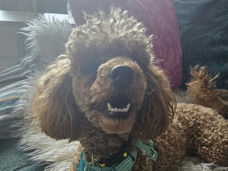 Fudge | Poodle (Miniature) | Shoreham (Sussex) - 1