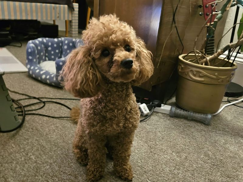 Fudge | Poodle (Miniature) | Shoreham (Sussex) - 3