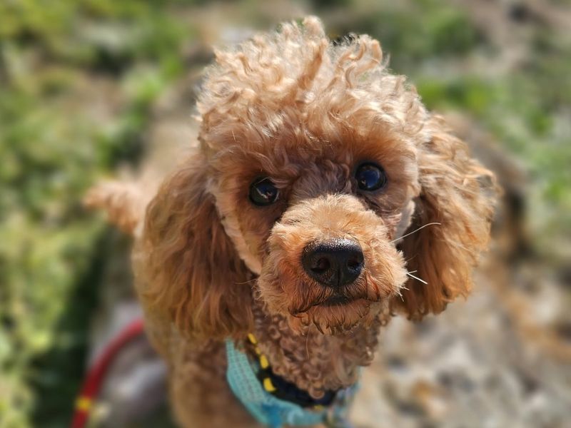 Fudge | Poodle (Miniature) | Shoreham (Sussex) - 4