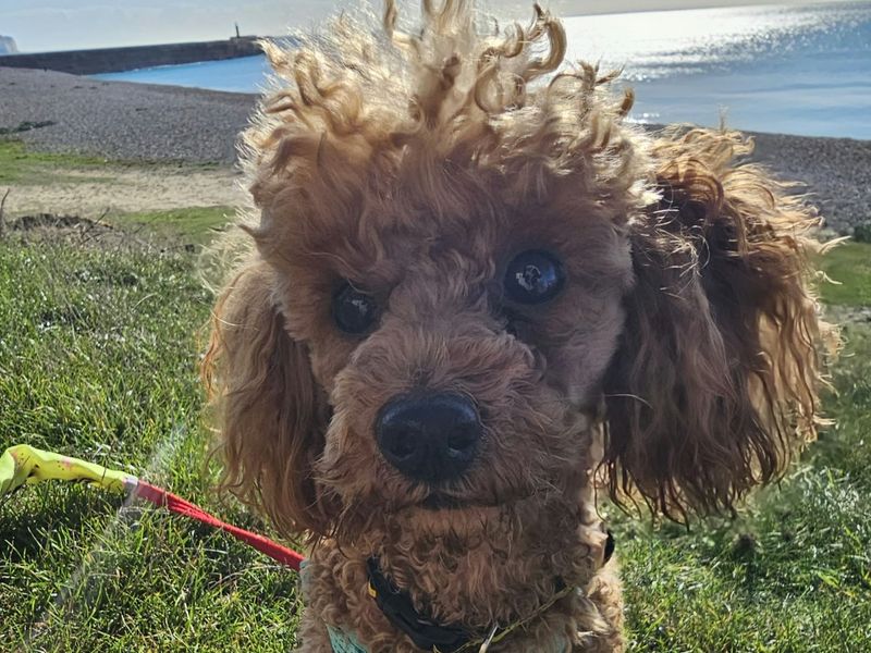 Fudge | Poodle (Miniature) | Shoreham (Sussex) - 2