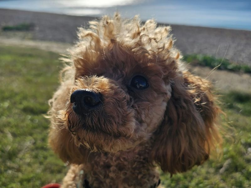 Fudge | Poodle (Miniature) | Shoreham (Sussex) - 5