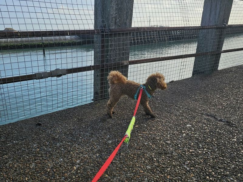 Fudge | Poodle (Miniature) | Shoreham (Sussex) - 6