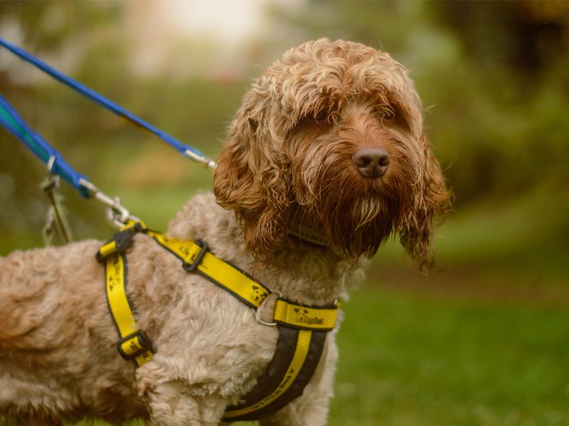 Roger | Spaniel (Cocker) Cross | Kenilworth (West Midlands) - 3