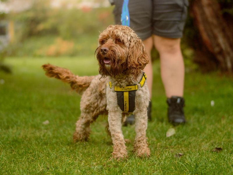 Roger | Spaniel (Cocker) Cross | Kenilworth (West Midlands) - 2
